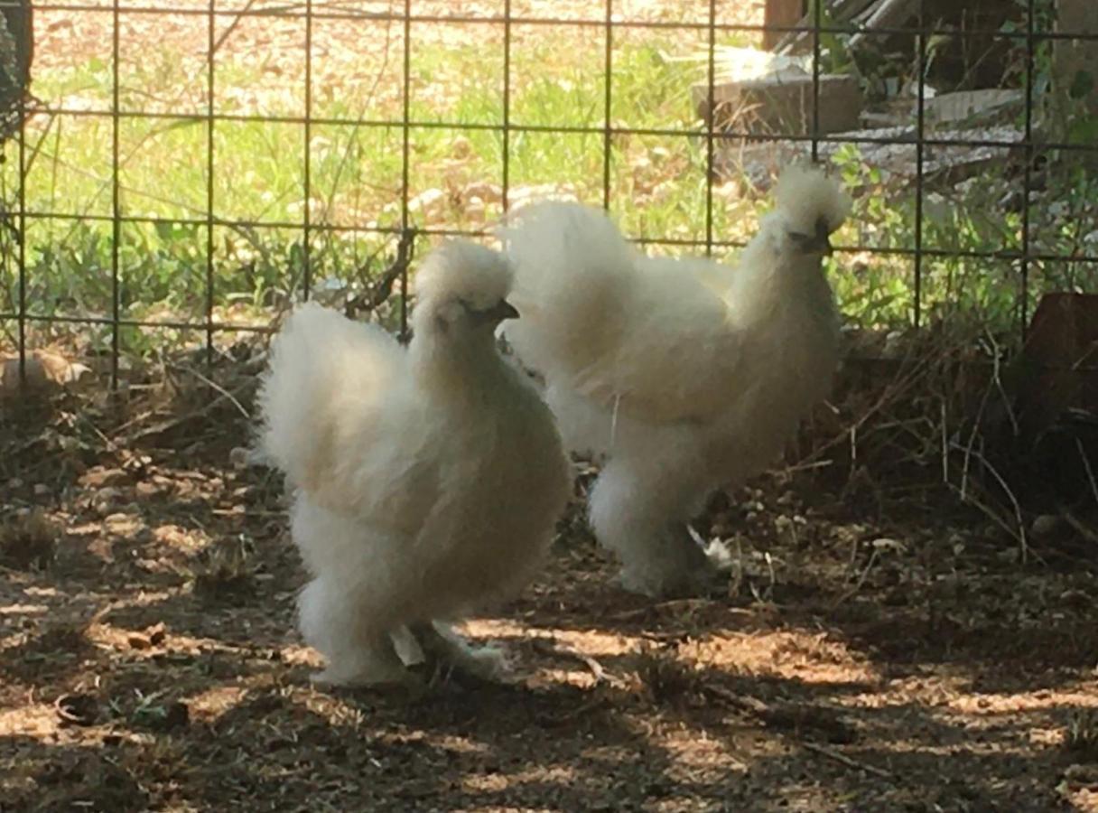Agriturismo Il Podere Vedelago Con San Bernardo, Alpaca E Una Pentola Di Cose Da Scoprire Экстерьер фото