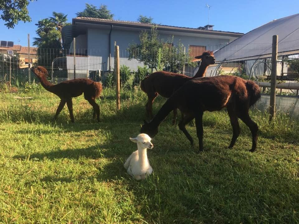 Agriturismo Il Podere Vedelago Con San Bernardo, Alpaca E Una Pentola Di Cose Da Scoprire Экстерьер фото