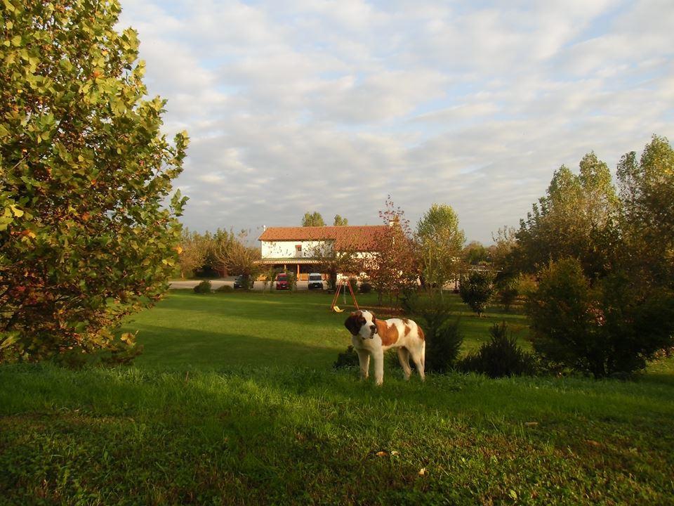 Agriturismo Il Podere Vedelago Con San Bernardo, Alpaca E Una Pentola Di Cose Da Scoprire Экстерьер фото
