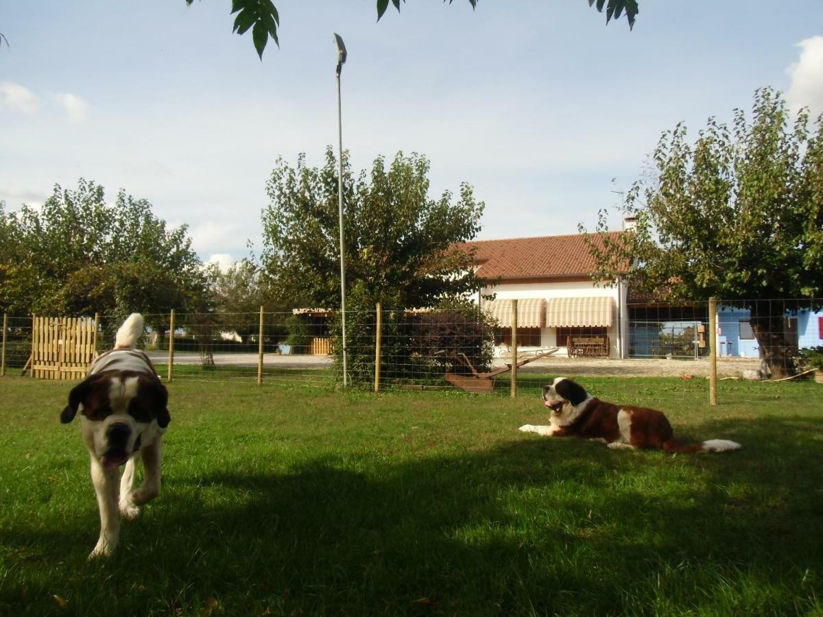 Agriturismo Il Podere Vedelago Con San Bernardo, Alpaca E Una Pentola Di Cose Da Scoprire Экстерьер фото