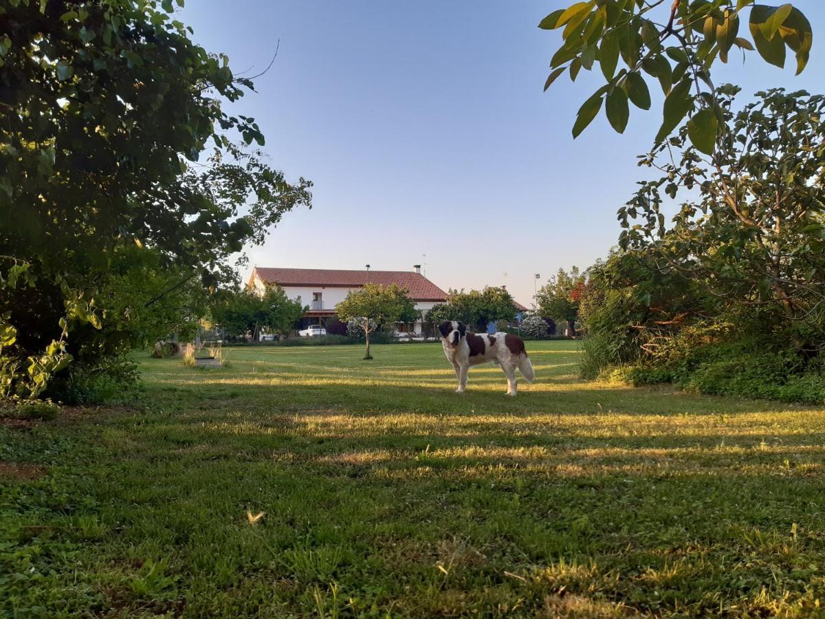 Agriturismo Il Podere Vedelago Con San Bernardo, Alpaca E Una Pentola Di Cose Da Scoprire Экстерьер фото